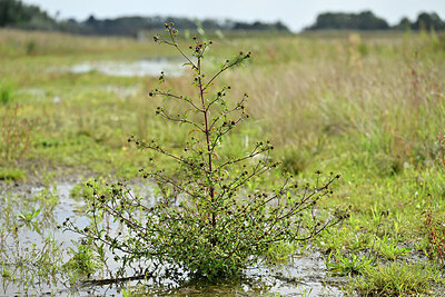 BUITEN BEELD Foto: 441188