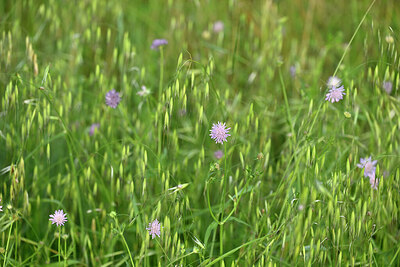 BUITEN BEELD Foto: 441199