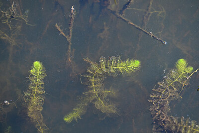 BUITEN BEELD Foto: 441201