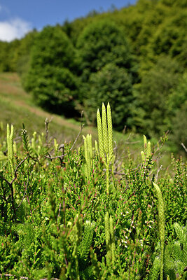 BUITEN BEELD Foto: 441203
