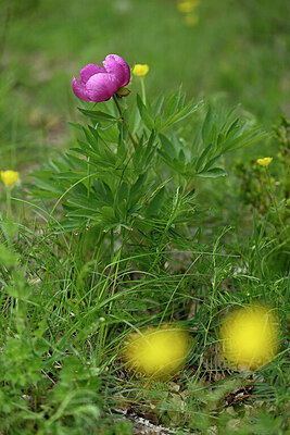 BUITEN BEELD Foto: 441204