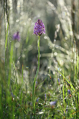 BUITEN BEELD Foto: 441205