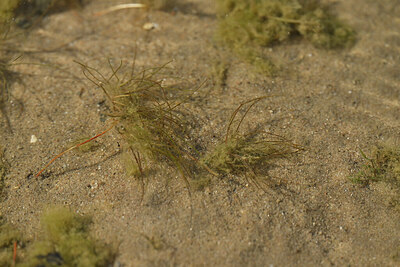 BUITEN BEELD Foto: 441210
