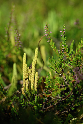 BUITEN BEELD Foto: 441212