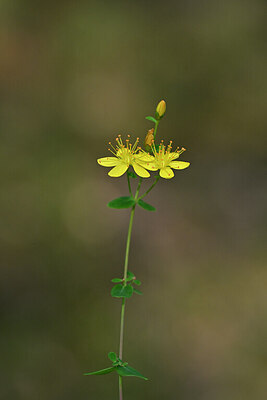BUITEN BEELD Foto: 441213