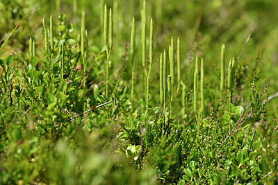 BUITEN BEELD Foto: 441216