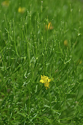 BUITEN BEELD Foto: 441217