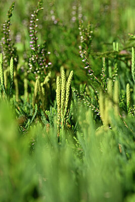 BUITEN BEELD Foto: 441222