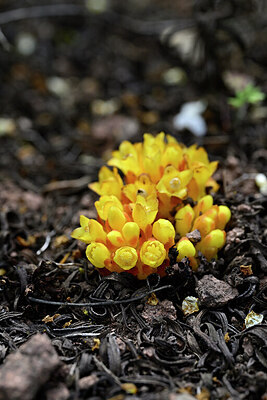 BUITEN BEELD Foto: 441235