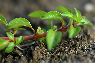BUITEN BEELD Foto: 441237