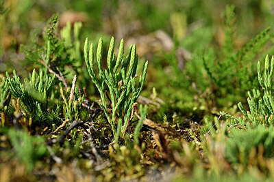 BUITEN BEELD Foto: 441243