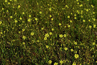 BUITEN BEELD Foto: 441246