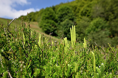 BUITEN BEELD Foto: 441247