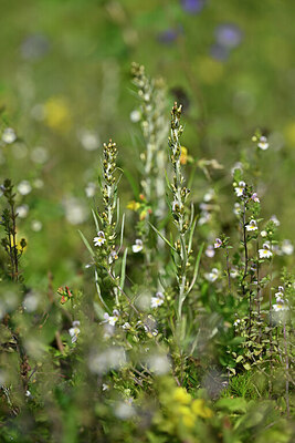 BUITEN BEELD Foto: 441248