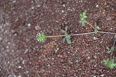 BUITEN BEELD Foto: 441250