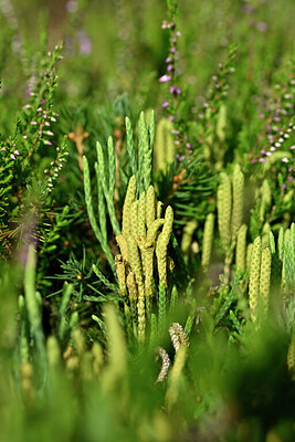 BUITEN BEELD Foto: 441253