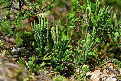 BUITEN BEELD Foto: 441256