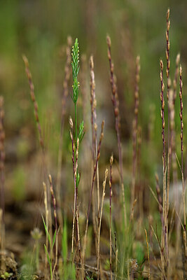 BUITEN BEELD Foto: 441258