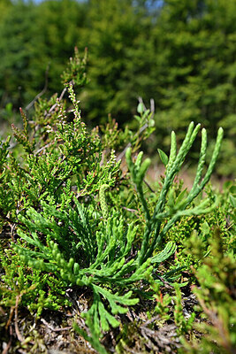 BUITEN BEELD Foto: 441259