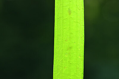 BUITEN BEELD Foto: 441261