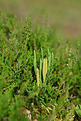 BUITEN BEELD Foto: 441265