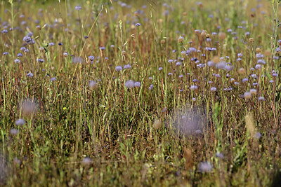 BUITEN BEELD Foto: 441268