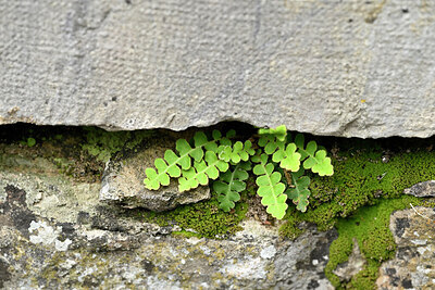 BUITEN BEELD Foto: 441269