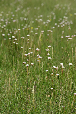 BUITEN BEELD Foto: 441271