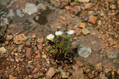 BUITEN BEELD Foto: 441272