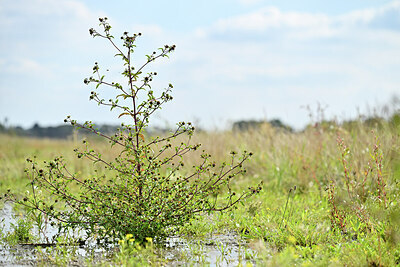 BUITEN BEELD Foto: 441276