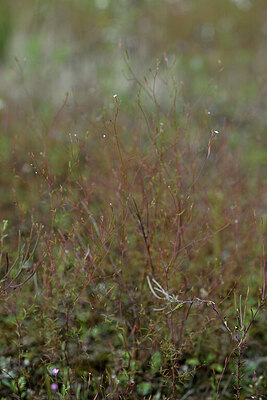 BUITEN BEELD Foto: 441277