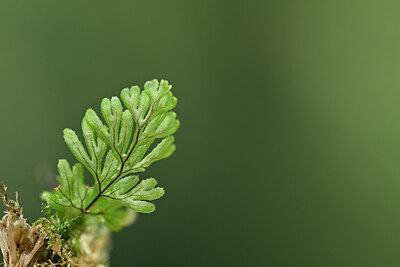 BUITEN BEELD Foto: 441284