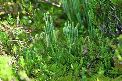 BUITEN BEELD Foto: 441286