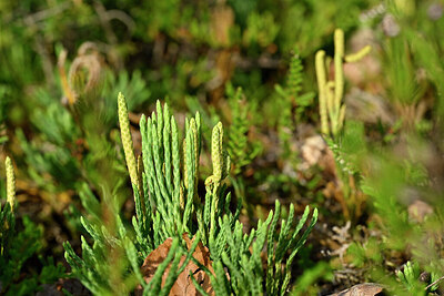 BUITEN BEELD Foto: 441287