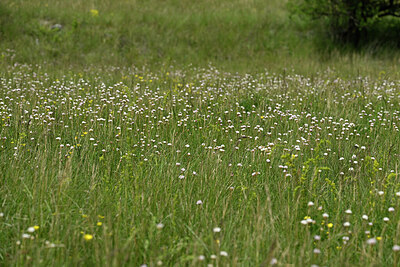 BUITEN BEELD Foto: 441288