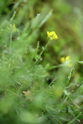 BUITEN BEELD Foto: 441290