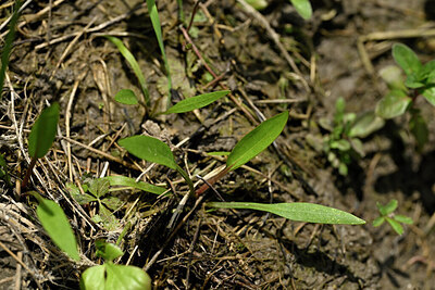 BUITEN BEELD Foto: 441292