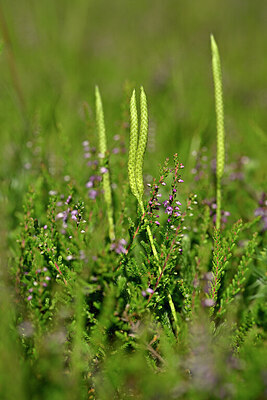 BUITEN BEELD Foto: 441293