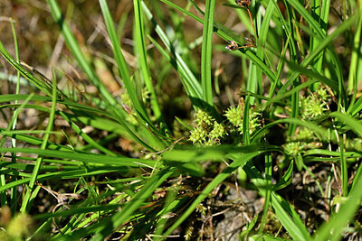 BUITEN BEELD Foto: 441295