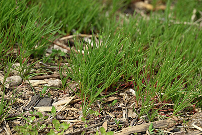 BUITEN BEELD Foto: 441296