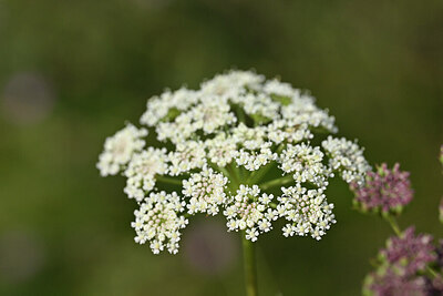 BUITEN BEELD Foto: 441299