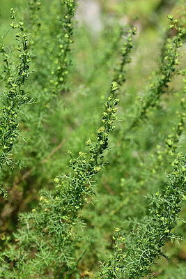 BUITEN BEELD Foto: 441301