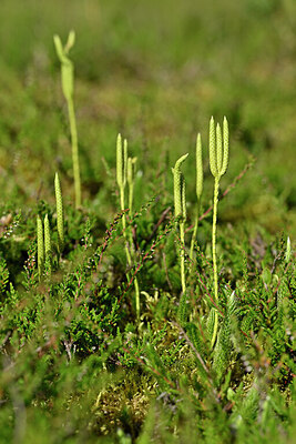 BUITEN BEELD Foto: 441302