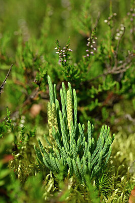 BUITEN BEELD Foto: 441304