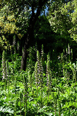 BUITEN BEELD Foto: 441314