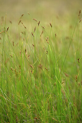 BUITEN BEELD Foto: 441317