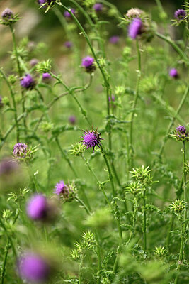 BUITEN BEELD Foto: 441320