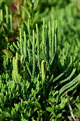 BUITEN BEELD Foto: 441321