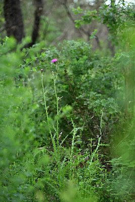 BUITEN BEELD Foto: 441322