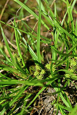 BUITEN BEELD Foto: 441326